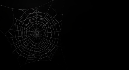 Intricate spider web against dark background capturing natural elegance
