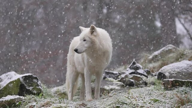 Polarwolf (Canis lupus arctos), bei Schneefall im Winter
