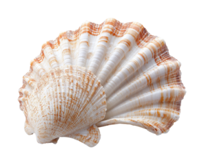 Beautiful shells display on sandy beach coastal nature fresh environment view isolated on transparent background