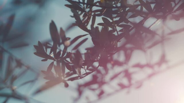 オリーブの葉が風にゆれる自然の風景　レンズフレア　ネガフィルム風