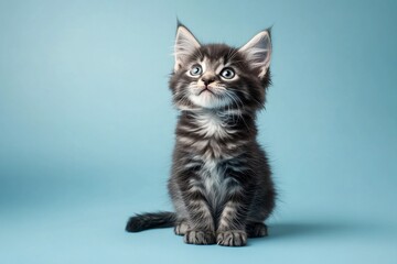 Fototapeta premium Adorable grey kitten with blue eyes looking up, sitting on a light blue background.