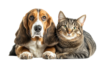 Adorable dog and cat cuddling together pet portrait friendship concept isolated on transparent background
