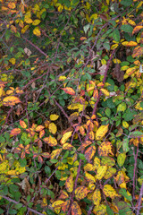 Blackberry plant ecosystem in autumn with different colors and more vertical plants