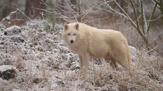 Polarwolf (Canis lupus arctos), bei Schneefall im Winter