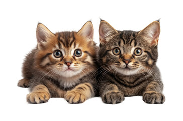 Obraz premium Playful kittens cuddling together animal bright environment adorable companionship isolated on transparent background