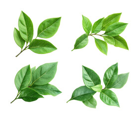 Naklejka premium Fresh green leaves arrangement natural botanical vibrant colors viewpoint nature's beauty isolated on transparent background