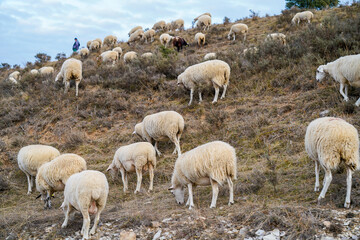 Obraz premium shepherd tending his sheep in the field