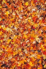 Autumn leaves blanket the ground in a vibrant display of orange, red, and yellow hues.