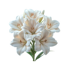 Fototapeta premium Elegant White Lily Bouquet with Multiple Blooms and Green Stems Featuring Pure Petals and Delicate Stamen Detail Isolated on Transparent and White Background