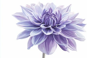 Fototapeta premium A single, light purple dahlia flower with many petals, isolated on white background.
