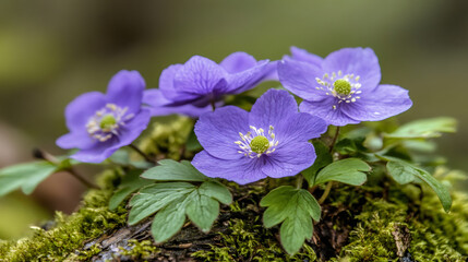 Purple anemones flowering on moss-covered log, highlighting delicate woodland ecosystem with vibrant forest backdrop