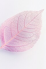 Obraz premium Close-up of a delicate, translucent pink leaf with visible veins on a white background.