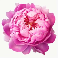 Obraz premium A stunning peony with soft layers, displayed in a clean, white backdrop, exuding elegance in pastel tones.