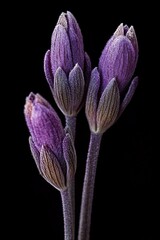 Naklejka premium Three purple flower buds on dark background.