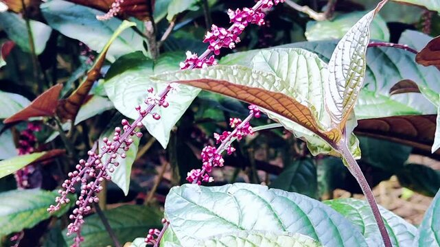 Video about the Trichostigma peruvianum plant, this video is suitable for educational videos, presentations, biodiversity and so on