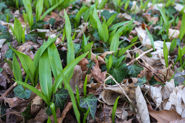 Fresh green sprouts of wild garlic in the forest in early spring