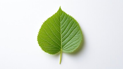 Fototapeta premium A Single Linden Leaf on White Background