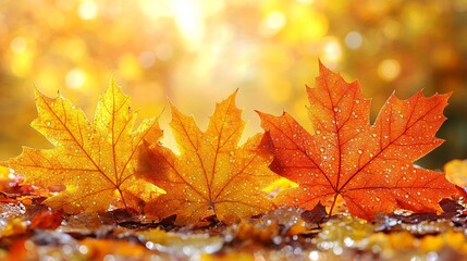 Maple Leaves Displaying Autumn Colors with Water Droplets and Bokeh