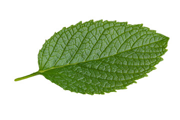 Obraz premium Leaf is shown in its natural form, with a white background, isolated