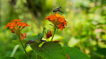 A green praying mantis and an assassin bug nymph on vibrant orange Lantana flowers in a lush...