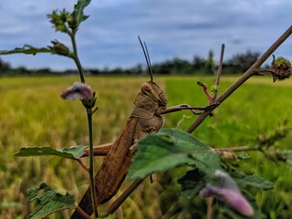 Grasshopper in a Rice Field: A Natural Portrait in Rural Setting