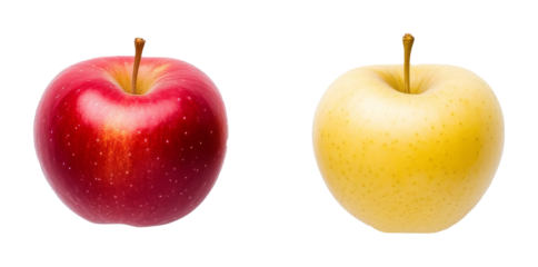 Red and yellow apples side by side on transparent background in studio lighting. Fresh fruit comparison concept