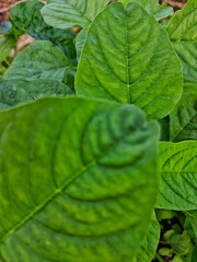 Obraz premium Fresh Green Amaranth Leaves Growing in Natural Sunlight