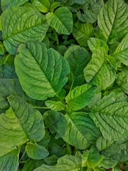 Fresh Green Amaranth Leaves Growing in Natural Sunlight
