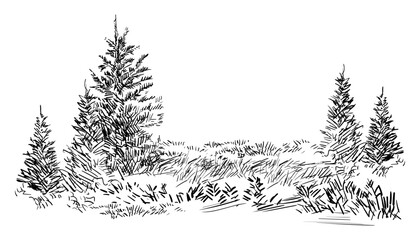 Hand drawing landscape with evergreen trees vector illustration