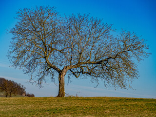 Fototapeta premium Baum im Winter