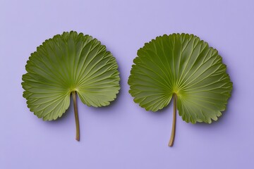 Two Green Fan Leaves on Purple Background Botanical Minimalist Nature Image