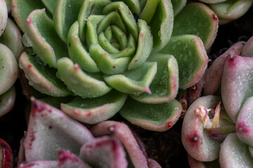 Close up of Recently Watered Succulent Plant