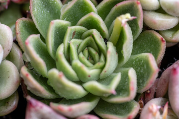 Close up of Recently Watered Succulent Plant