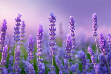 Obraz premium Dreamy Soft Lavender Gradient Background with Vibrant Light Shades