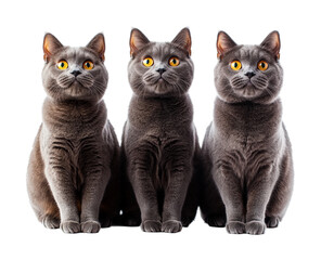 Three adorable gray cats sitting together animal playful environment isolated on transparent background
