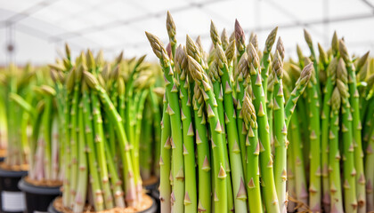Obraz premium Fresh asparagus spears growing in greenhouse under bright light, cultivation