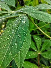 Dew-Kissed Cassava Leaves: A Study in Texture and Freshness