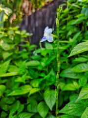 Serene White Asystasia Gangetica Blooms Amidst Lush Green Foliage