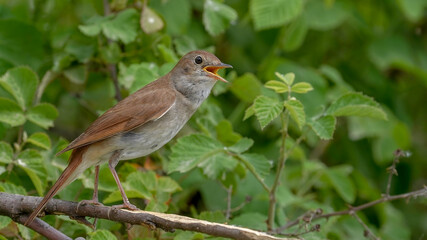 nightingale bird perching on the branch