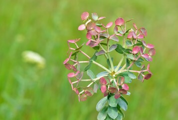 pictures of wild plants, medicinal flowers. photos of spurge flowers.