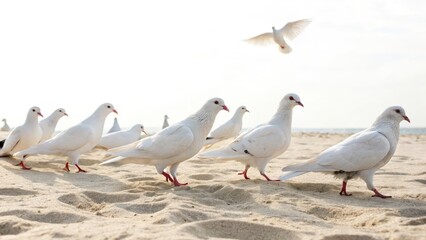 Fototapeta premium Aerial View White Doves Sand Beach Sunset Coastal Birds Flight Freedom Peace Serenity