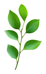 Fototapeta premium Green leaf branch isolated on transparent background, nature and botanical art
