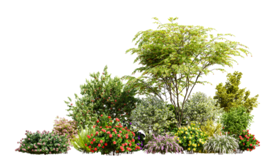 Beautiful garden plants, flower and trees isolated on transparent background. 3D render.