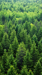 Dense coniferous forest creates a mesmerizing blanket of green, showcasing the beauty and tranquility of nature