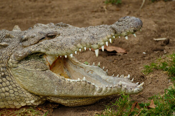 crocodile in the water
