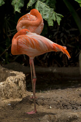 pink flamingo in the zoo
