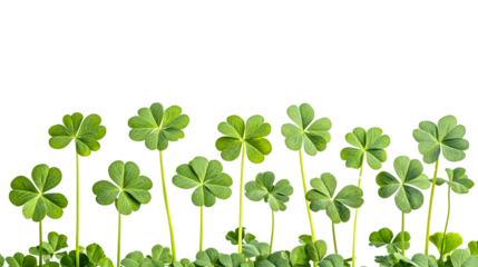 Vibrant Clover Field with Lush Green Foliage and Shamrock Patterns
