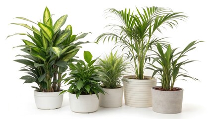 Low Light Indoor Plant Photography: Corporate Decor, House Plants, Office Plants, Green Decor, Isolated Plants, Product Images