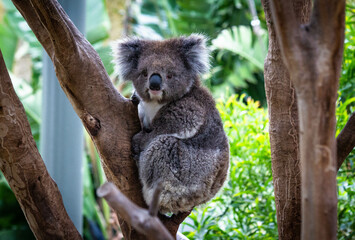Koala resting on a tree