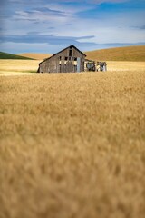 An old barn stands in a wheat field in Colfax , the Palouse region of Washington, USA. Rolling...